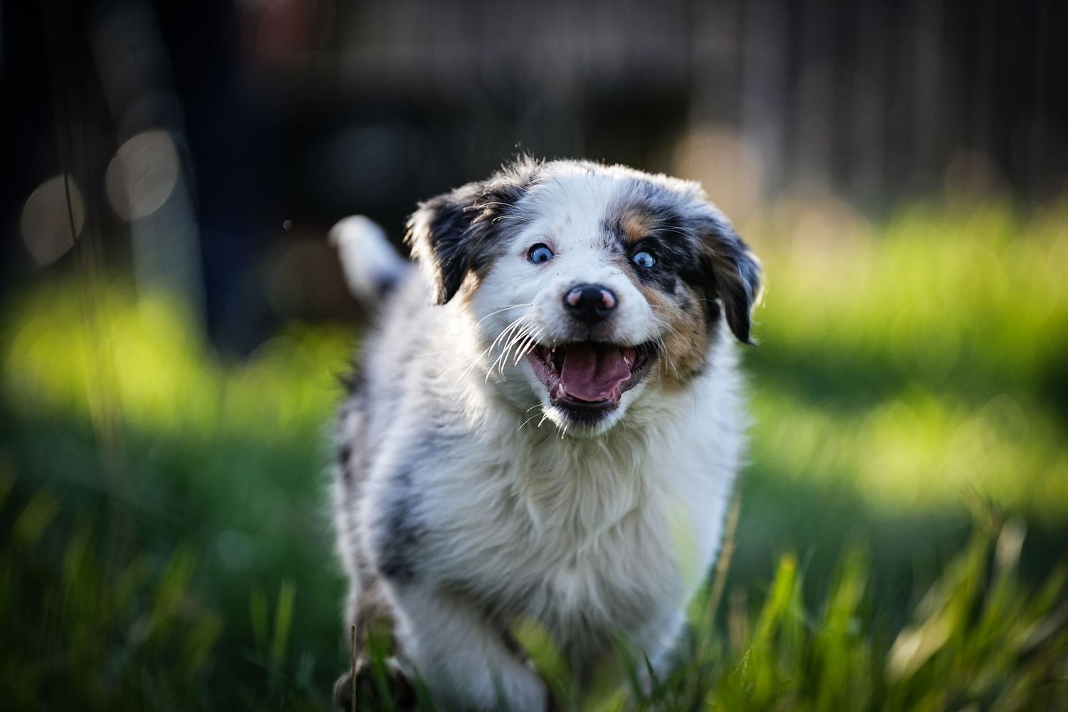 Happy Australian Shepherd dog running through grass with a joyful expression.