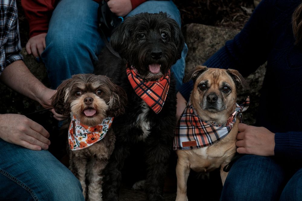 Pet Photography