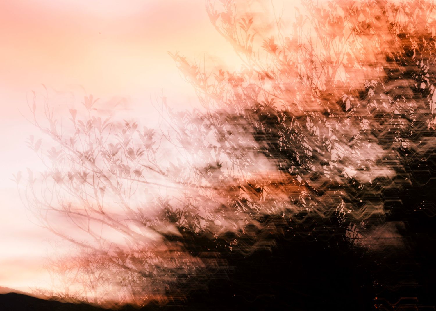 Abstract blurred tree branches against a warm pink and orange sunset sky, creating a dreamy motion effect.