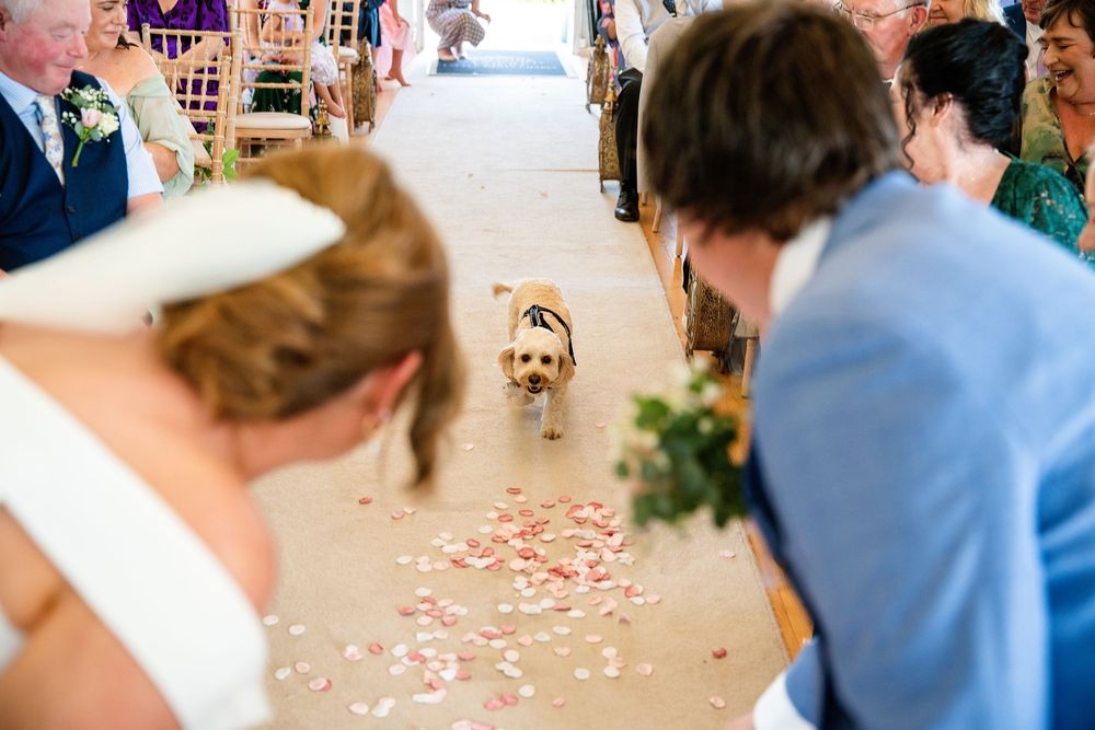 A small dog walks down the rose petal aisle at a wedding ceremony while the bride and groom look on.