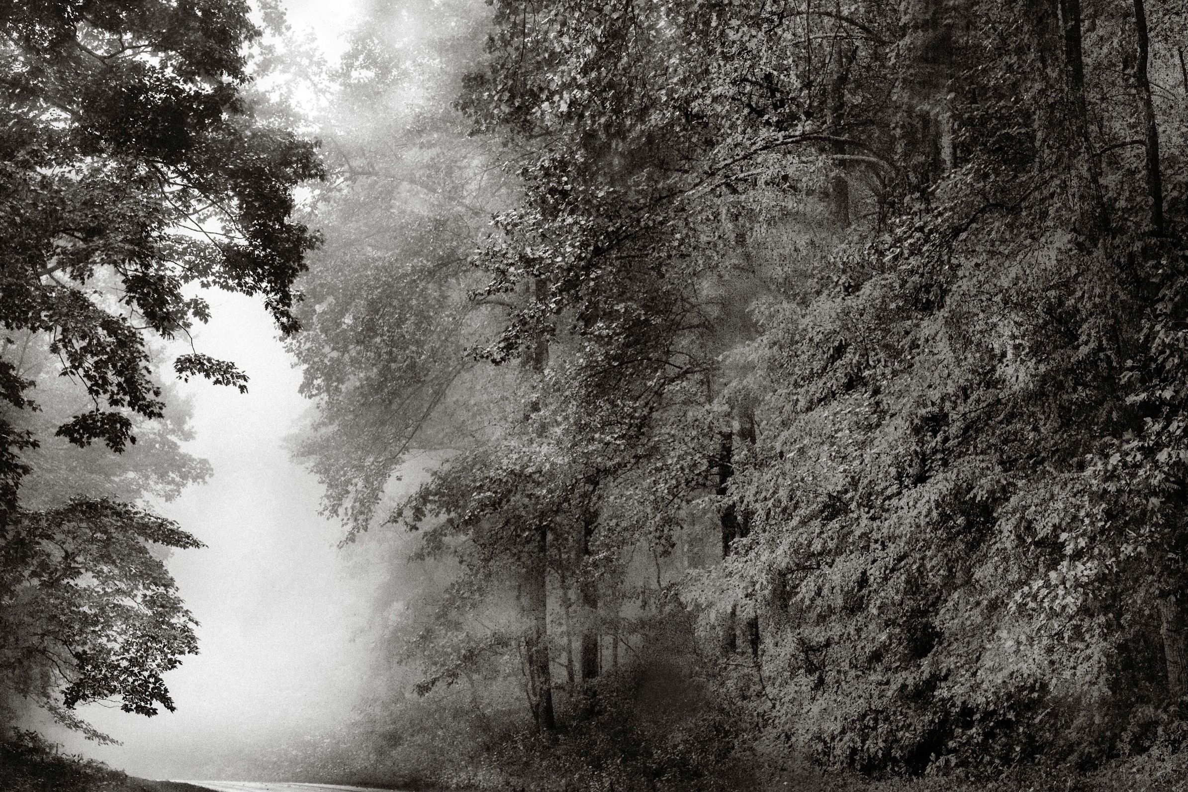 Misty black and white forest path with fog drifting through dense trees creating an ethereal atmospheric woodland scene.