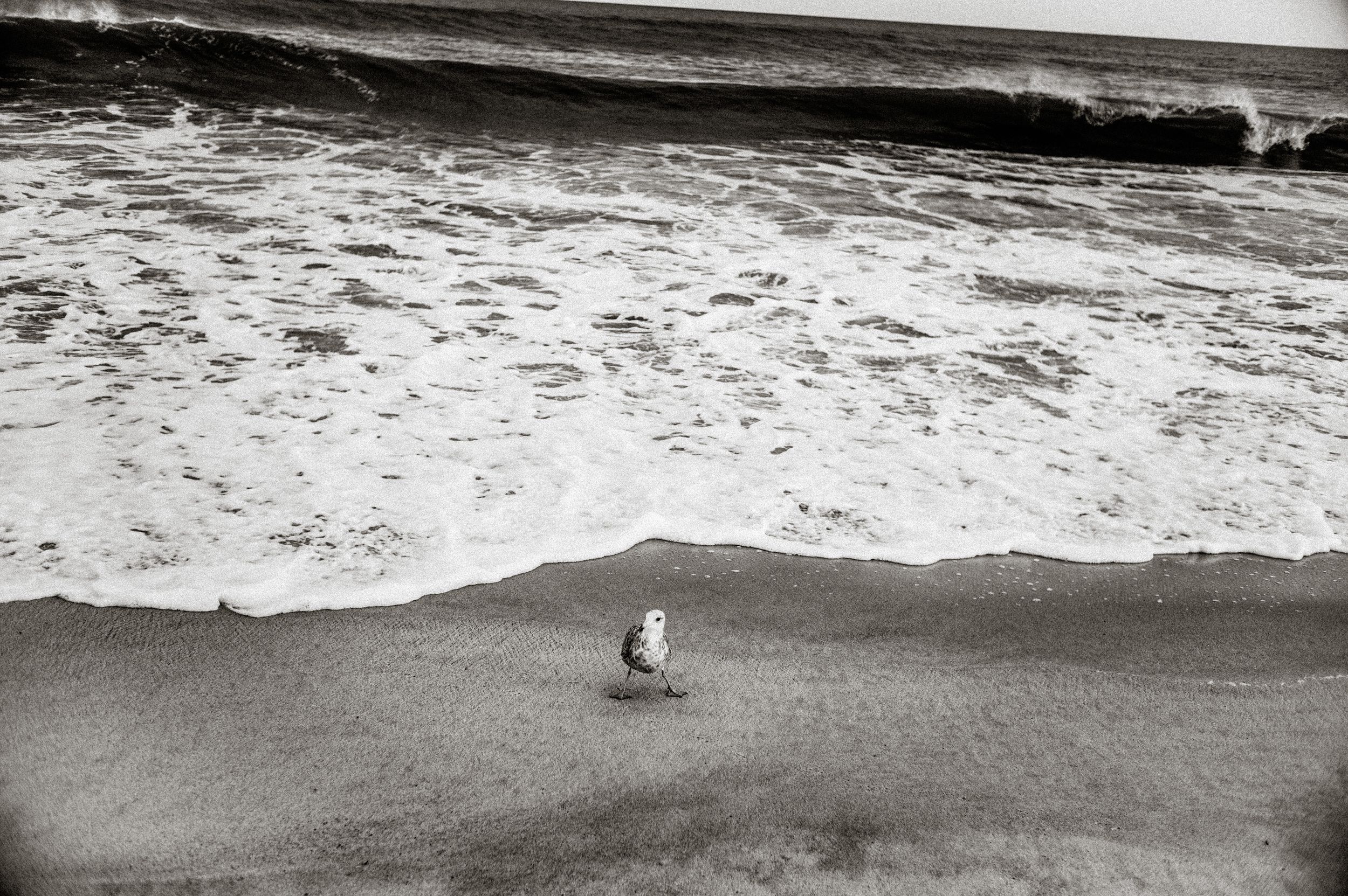 A lone seagull stands on a sandy beach as ocean waves wash ashore in a black and white photograph.