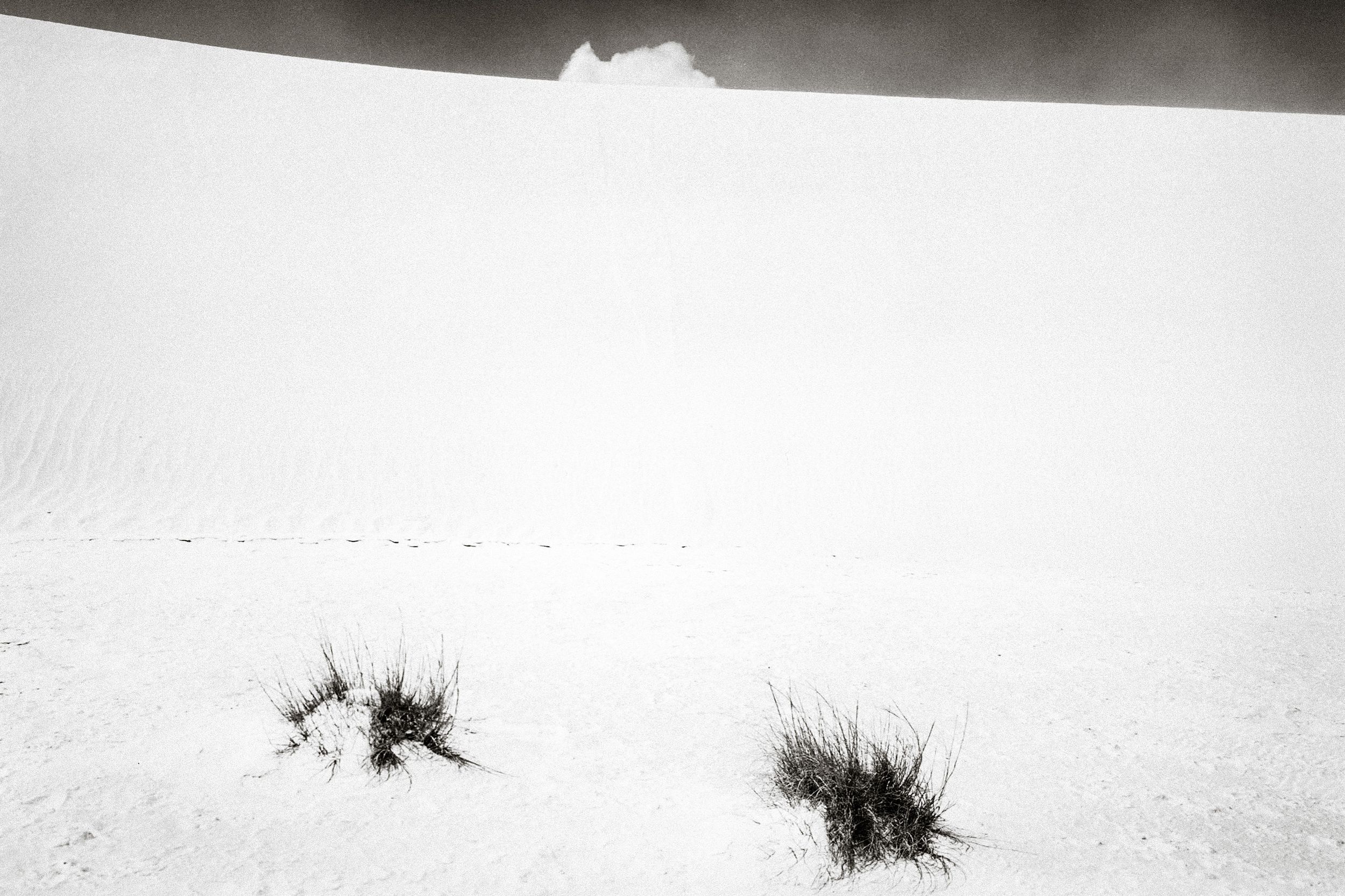Sparse dark grass tufts emerge from a vast white snowy landscape with a misty dune or hill in the background.