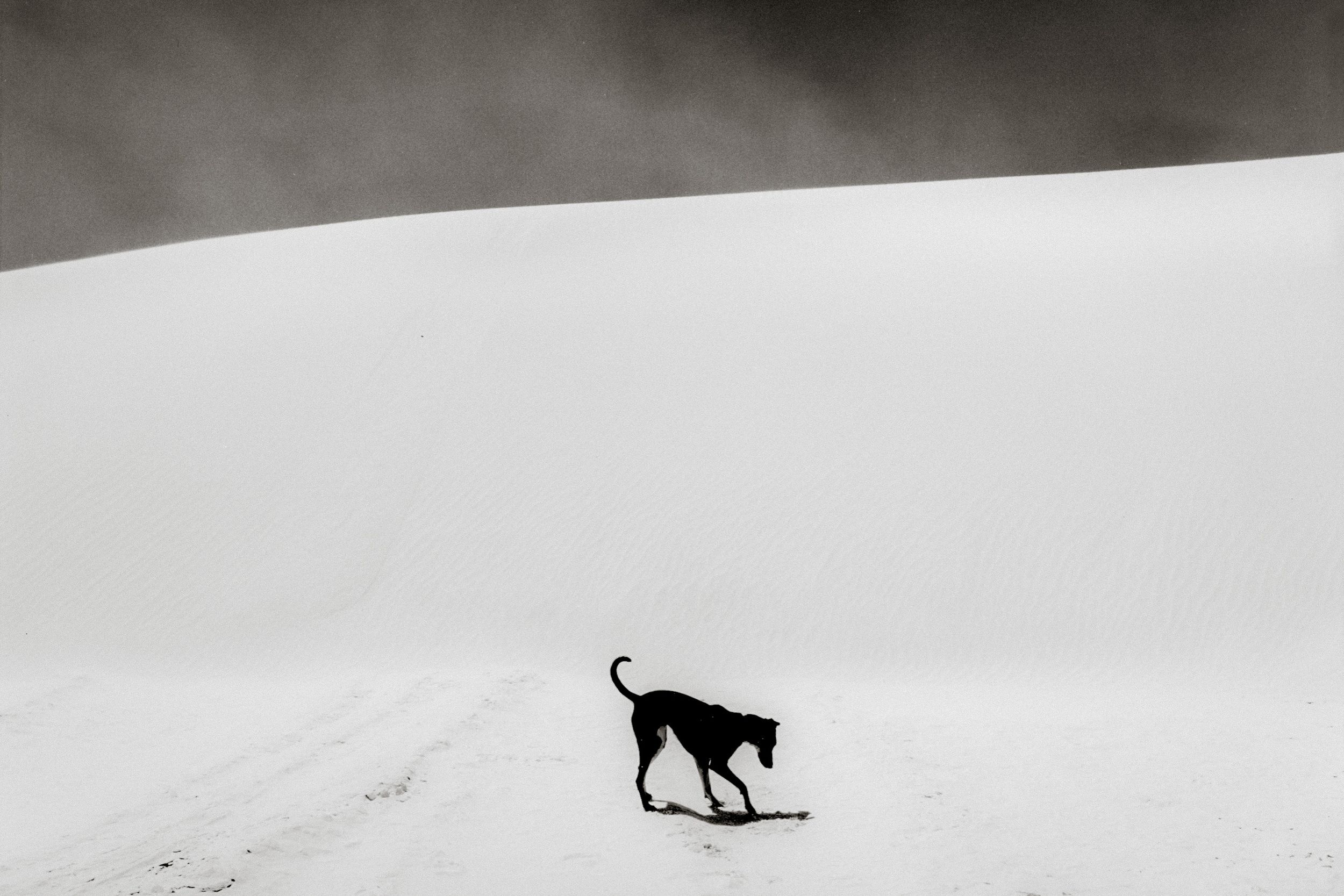 A lone black dog walks across a vast snowy landscape with misty white hills in the background.