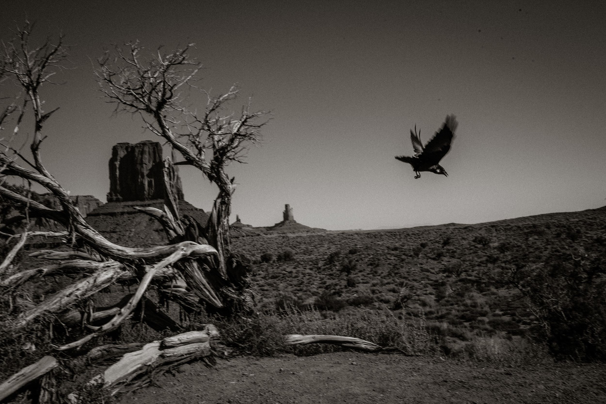 Black and white photo of a raven in flight over a desert landscape with dead trees and distant mesas.