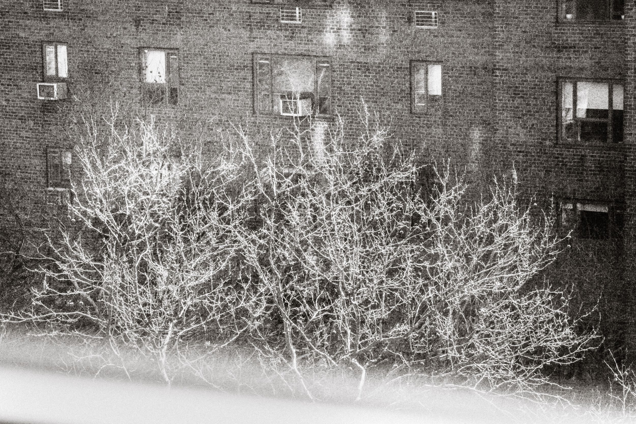 Snow-covered bare trees stand in front of a brick apartment building on a wintry day.
