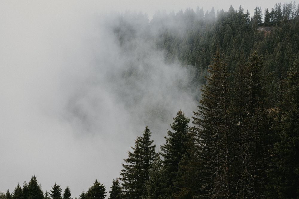 Misty evergreen forest on a mountain slope with fog weaving through tall pine trees on an overcast day.