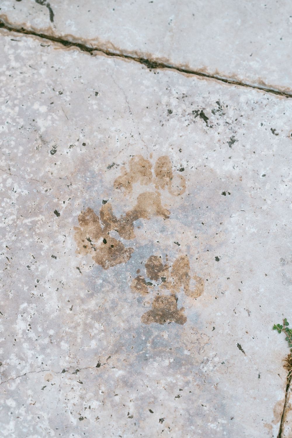 Close-up of muddy dog paw prints on a weathered concrete pavement surface outdoors.