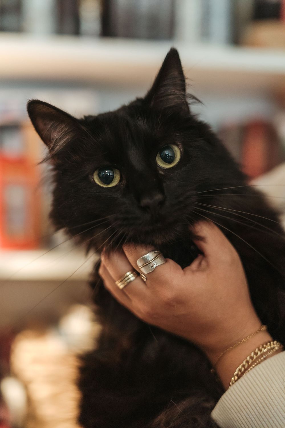 A fluffy black cat with bright green eyes being held by a hand adorned with silver rings and a gold bracelet.