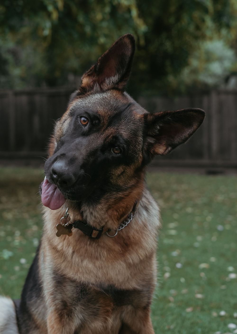 A alert German Shepherd dog with tongue out, wearing a chain collar, sitting on green grass in a backyard.