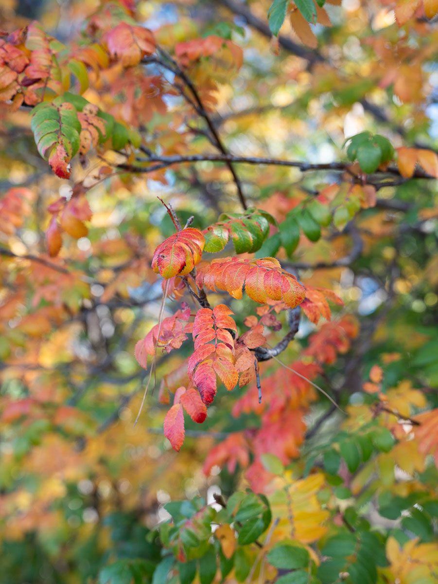 Autumn tree branches with vibrant red, orange, and green leaves during fall foliage season.