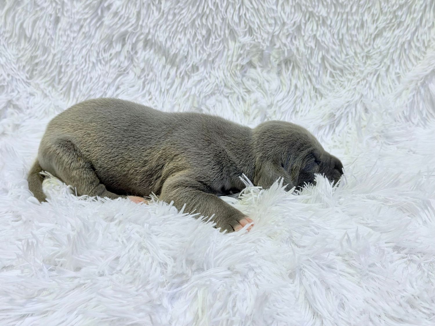Newborn gray puppy sleeping peacefully on a soft white fluffy blanket, curled up in a tiny adorable pose.