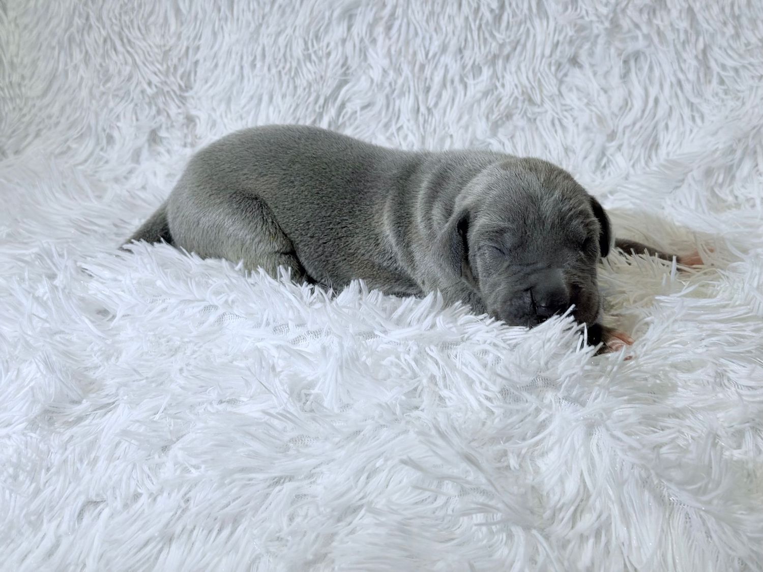 A tiny gray puppy sleeping peacefully on a fluffy white blanket.
