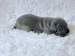 Newborn gray puppy sleeping peacefully on a fluffy white blanket, curled up in a tiny ball.