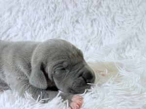 Newborn gray puppy sleeping peacefully on a fluffy white carpet.