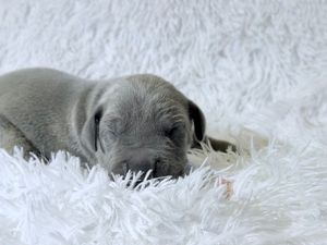 A tiny gray newborn puppy sleeping peacefully on a soft white fluffy blanket.