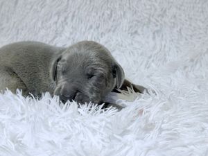 A tiny gray newborn puppy sleeping peacefully on a soft white fluffy blanket.