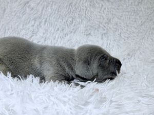 Newborn gray puppy sleeping peacefully on a fluffy white blanket, showing tiny features and soft fur.