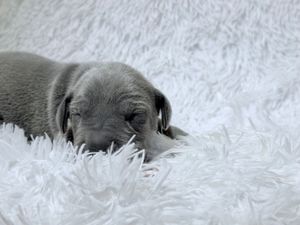 Tiny gray newborn puppy sleeping peacefully on a soft white fluffy blanket.