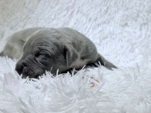 A tiny gray newborn puppy sleeping peacefully on a soft white fluffy blanket.
