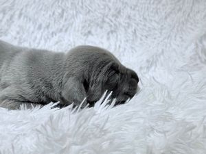 A tiny gray newborn puppy sleeping peacefully on a soft white fluffy blanket.