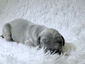 A tiny gray puppy sleeping peacefully on a soft white fluffy blanket.
