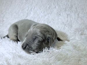 A tiny gray puppy sleeping peacefully on a soft white fluffy blanket.