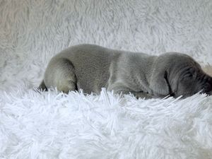 A tiny gray puppy sleeping peacefully on a soft white fluffy blanket.