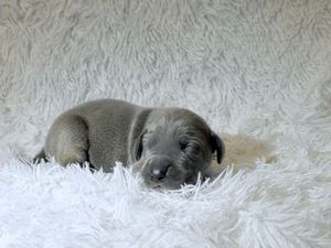 A tiny gray puppy sleeping peacefully on a fluffy white blanket, curled up in a cozy resting position.