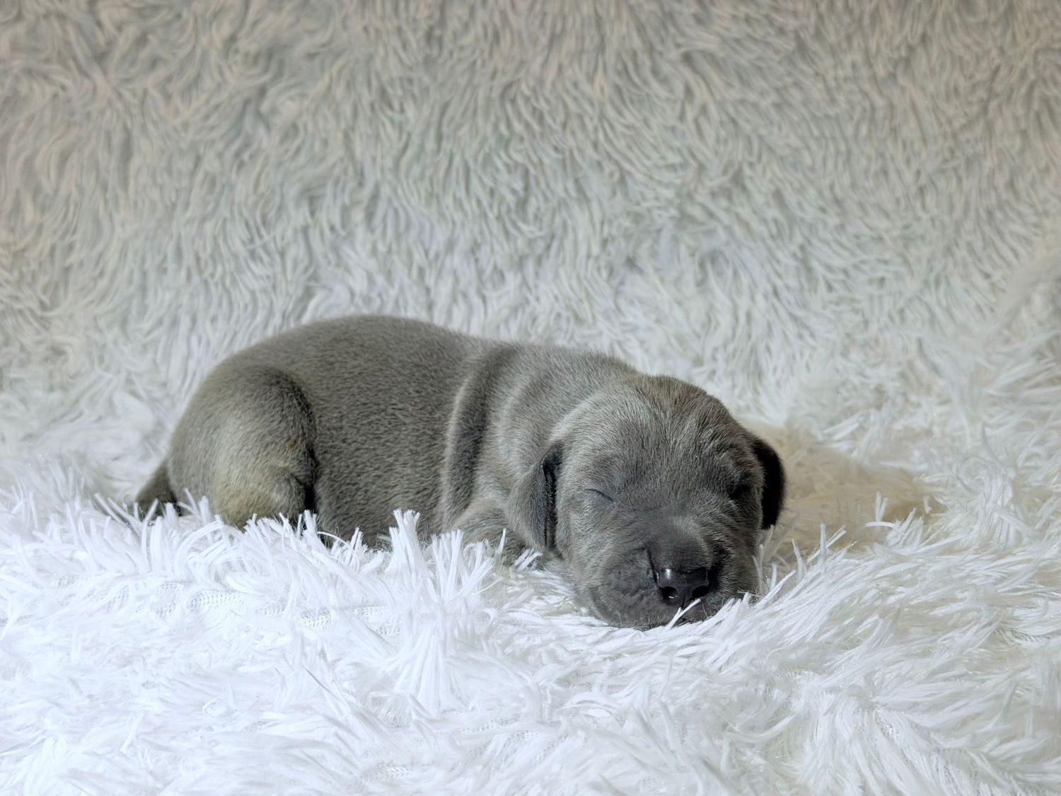 A tiny gray puppy sleeping peacefully on a fluffy white rug, curled up in a cozy newborn pose.