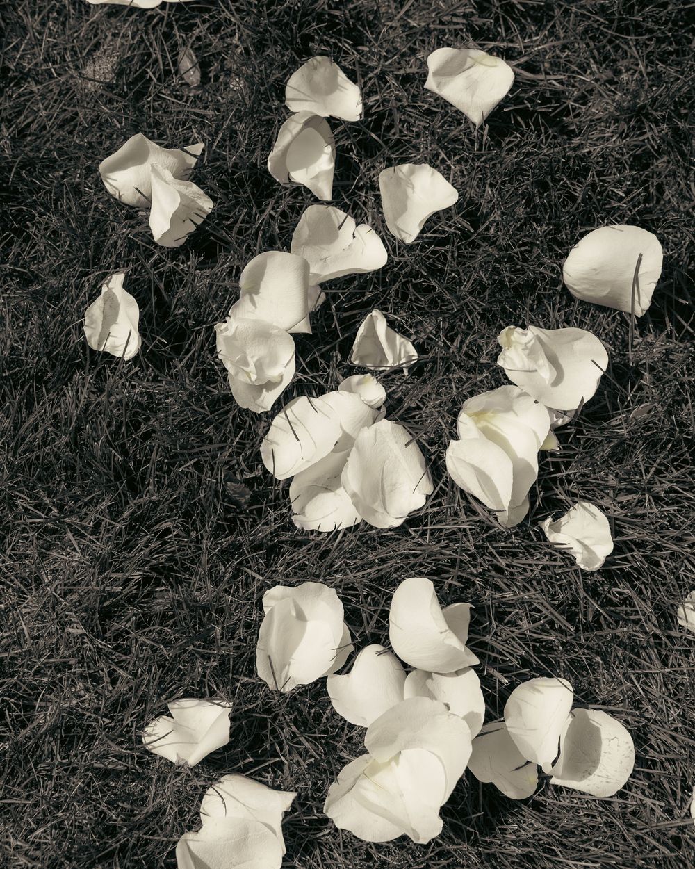 White rose petals scattered on grass in elegant black and white wedding photography.