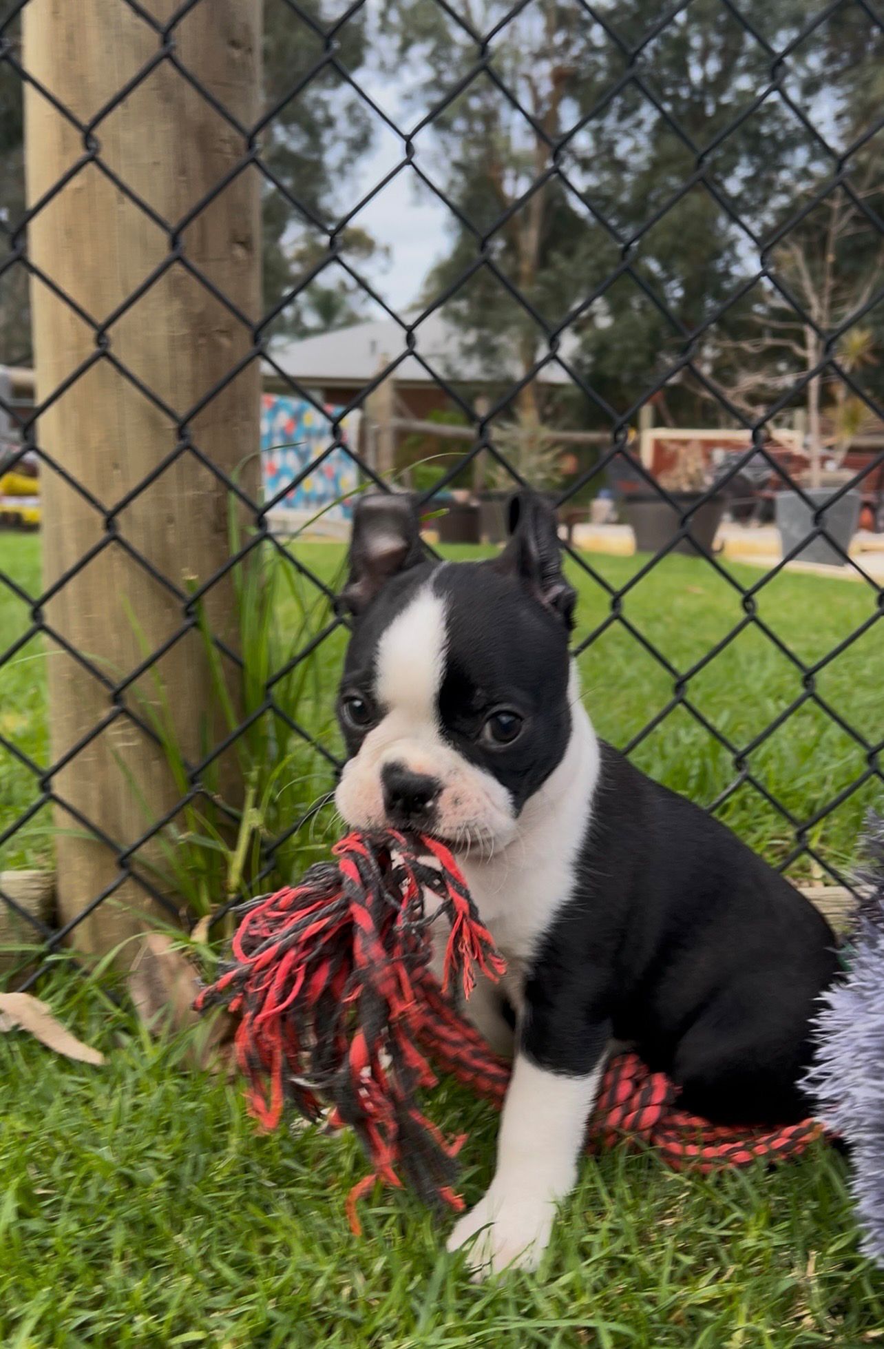 Boston terrier puppy playing with red rope toy on the grass