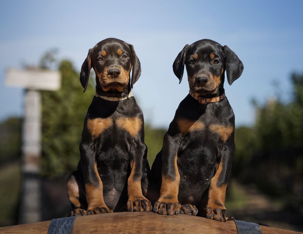 Two black and tan Doberman Pinscher puppies sit together on wooden barrel outdoors under blue sky.