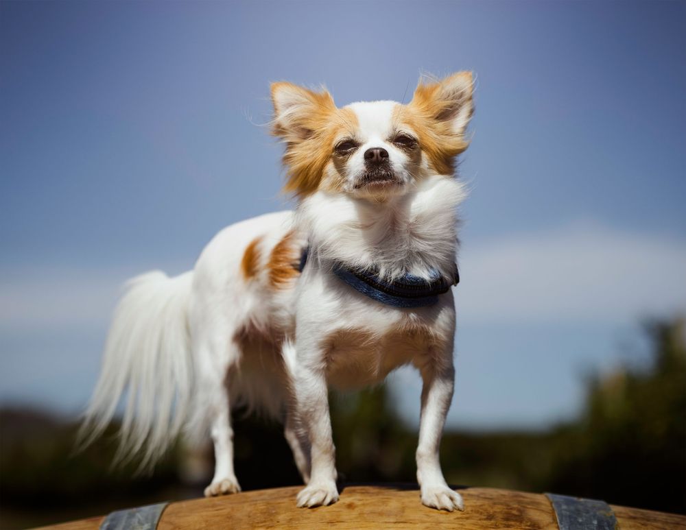 Chihuahua dog standing on a wooden barrel against a blue sky.