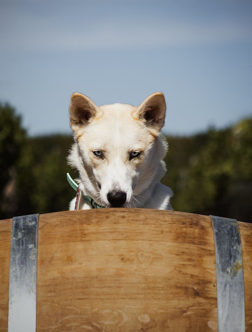 White dog peering over a wooden barrel outdoors under a blue sky.