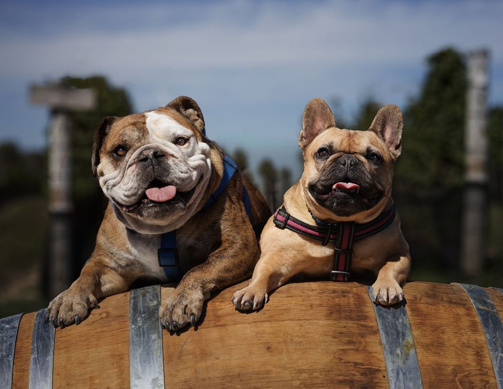English Bulldog and French Bulldog with colorful harnesses lean over wooden wine barrel outdoors.