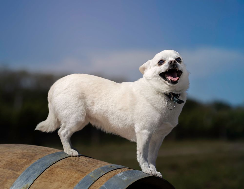 Small white dog standing on a wooden barrel under blue sky.