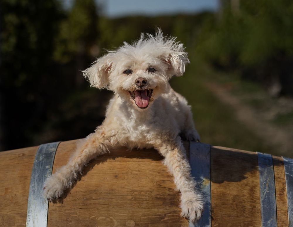 Fluffy white dog resting on a wooden barrel with mouth open.