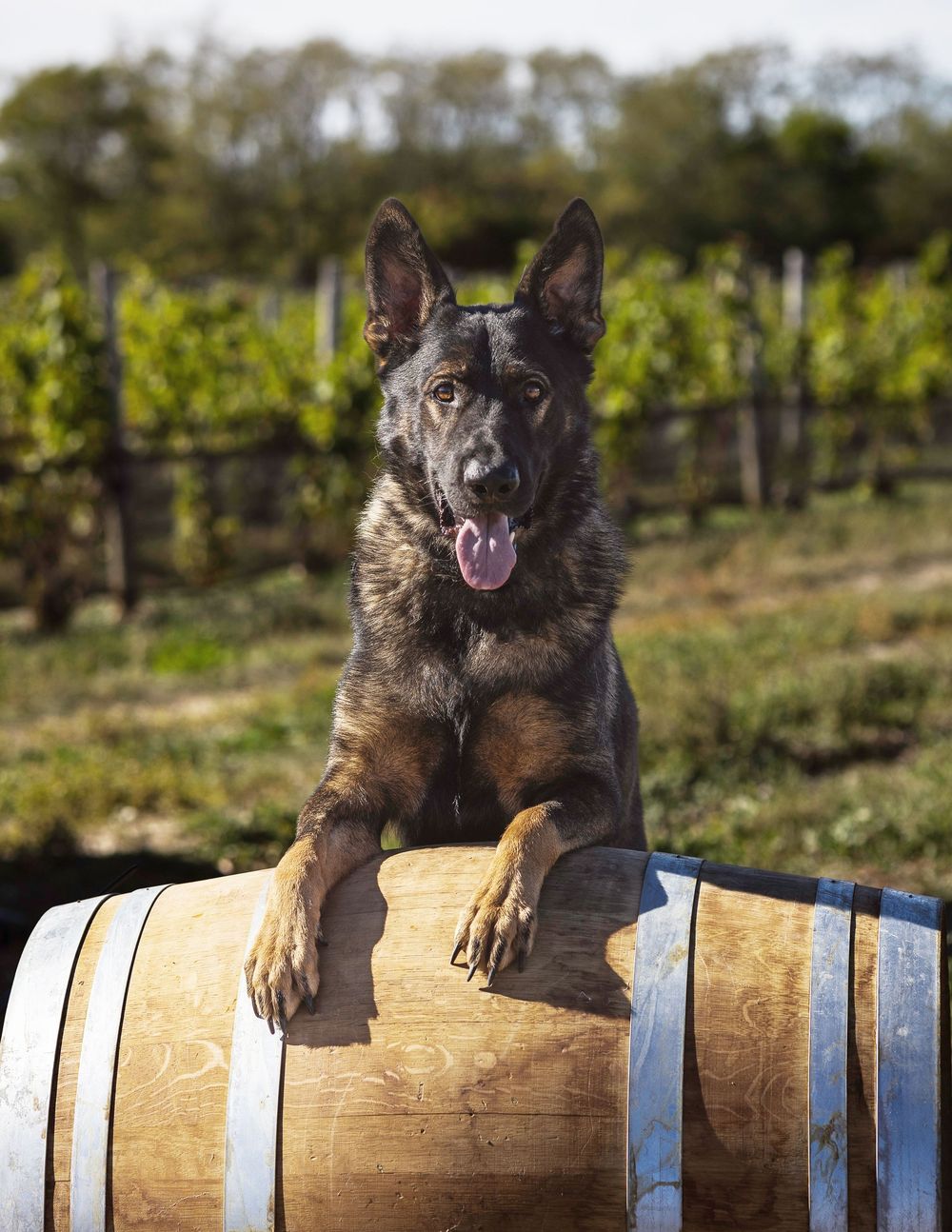 Dark sable German Shepherd dog rests paws on wooden wine barrel in lush vineyard setting.