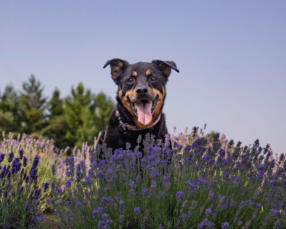 A happy Rottweiler mix sits with tongue out among purple lavender flowers.