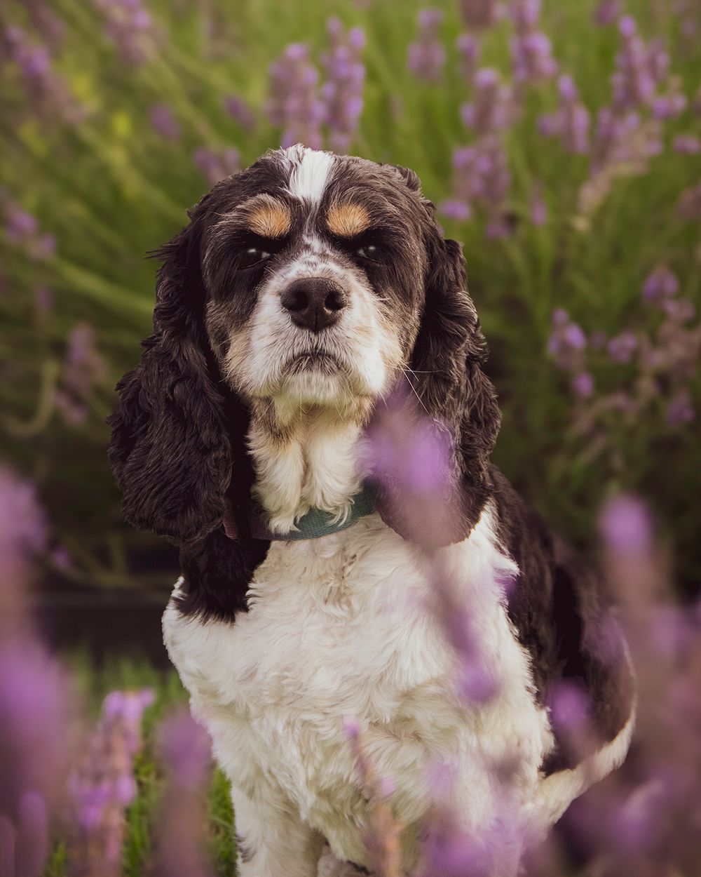 Tricolor Cocker Spaniel sitting among blooming purple lavender flowers in garden.