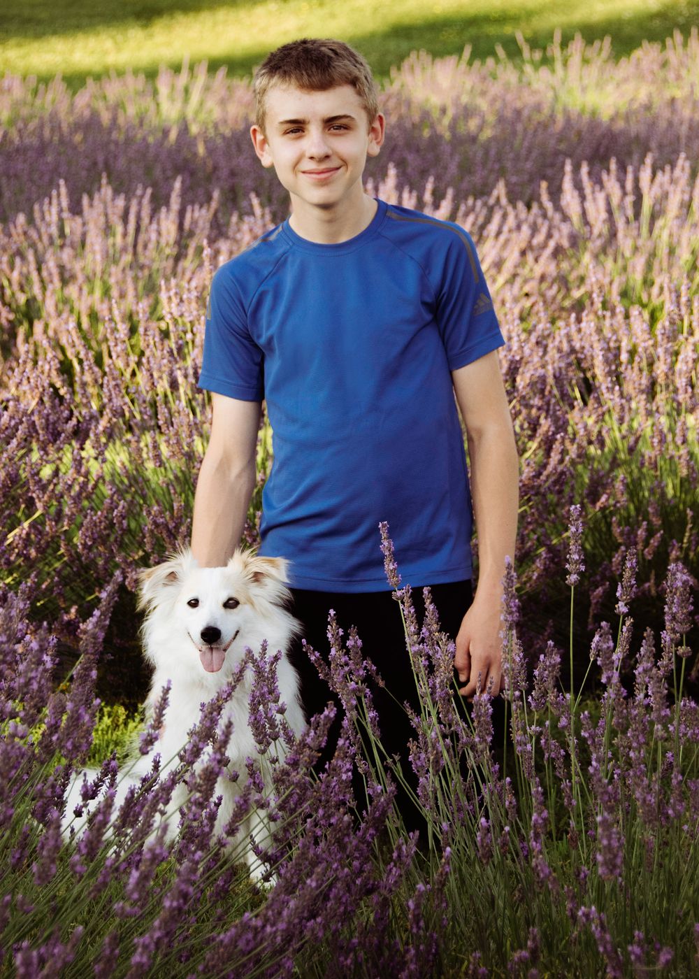 A teenage boy in a blue shirt poses with a white fluffy dog in lavender field.
