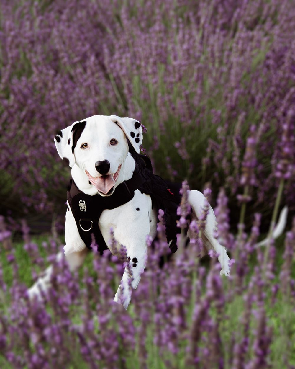 A Dalmatian in a black harness runs playfully through a blooming lavender field.