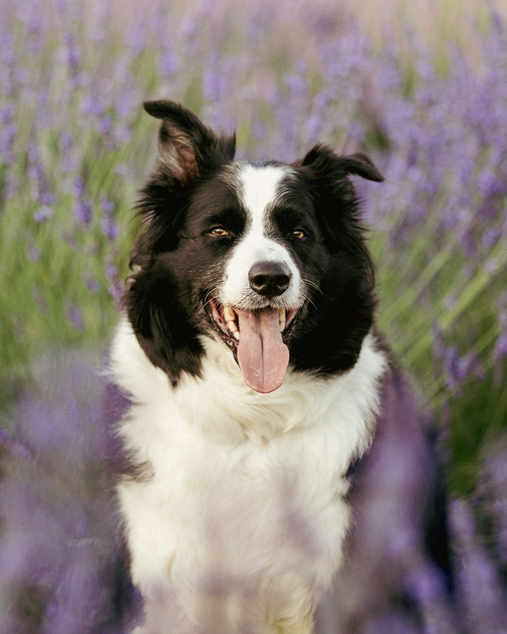 A black and white Border Collie with tongue out sits in a purple lavender field.