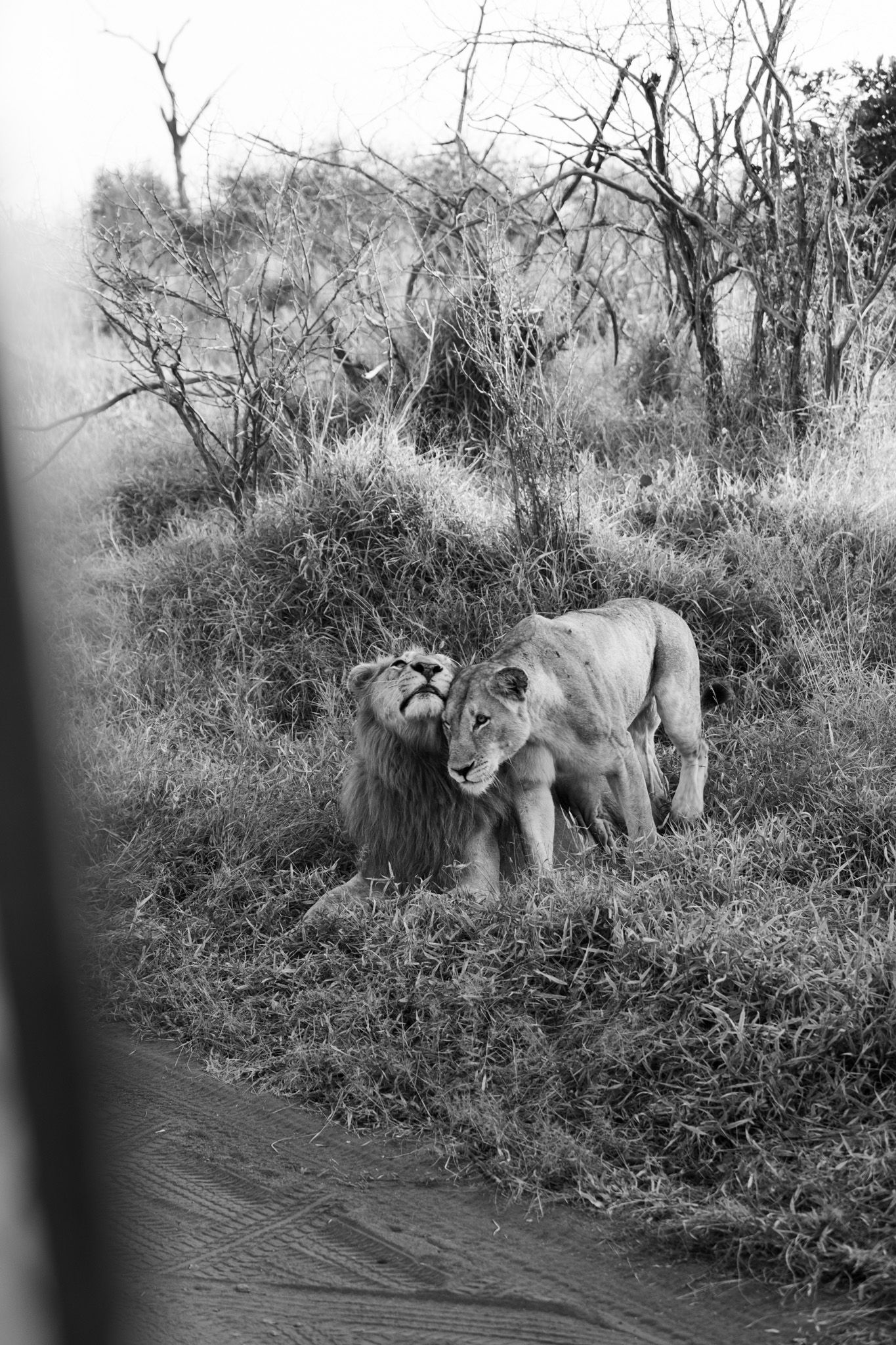 Black and white image of a male lion and lioness standing close together in wild African grassland.