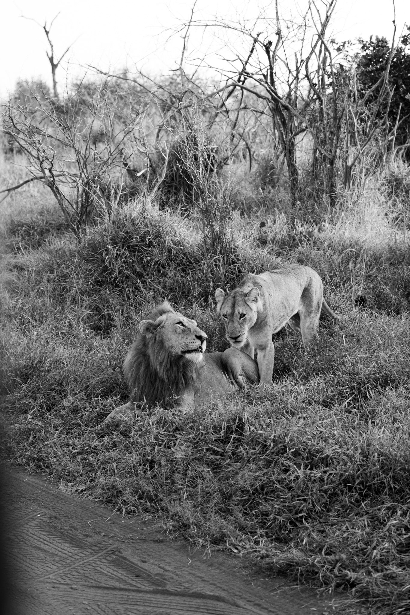 Black and white photo of a lion and lioness resting together in tall grass on an African safari.