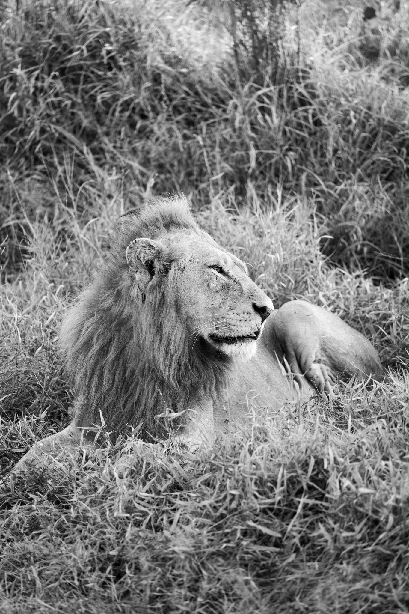 Majestic male lion resting in tall grass captured in a striking black and white safari photograph.