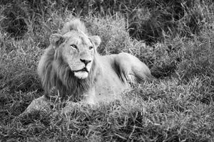 Black and white portrait of a regal male lion with a full mane lying in African savanna grass.