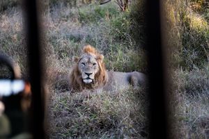 Male lion with a full mane resting in dry grass, photographed through safari vehicle bars.