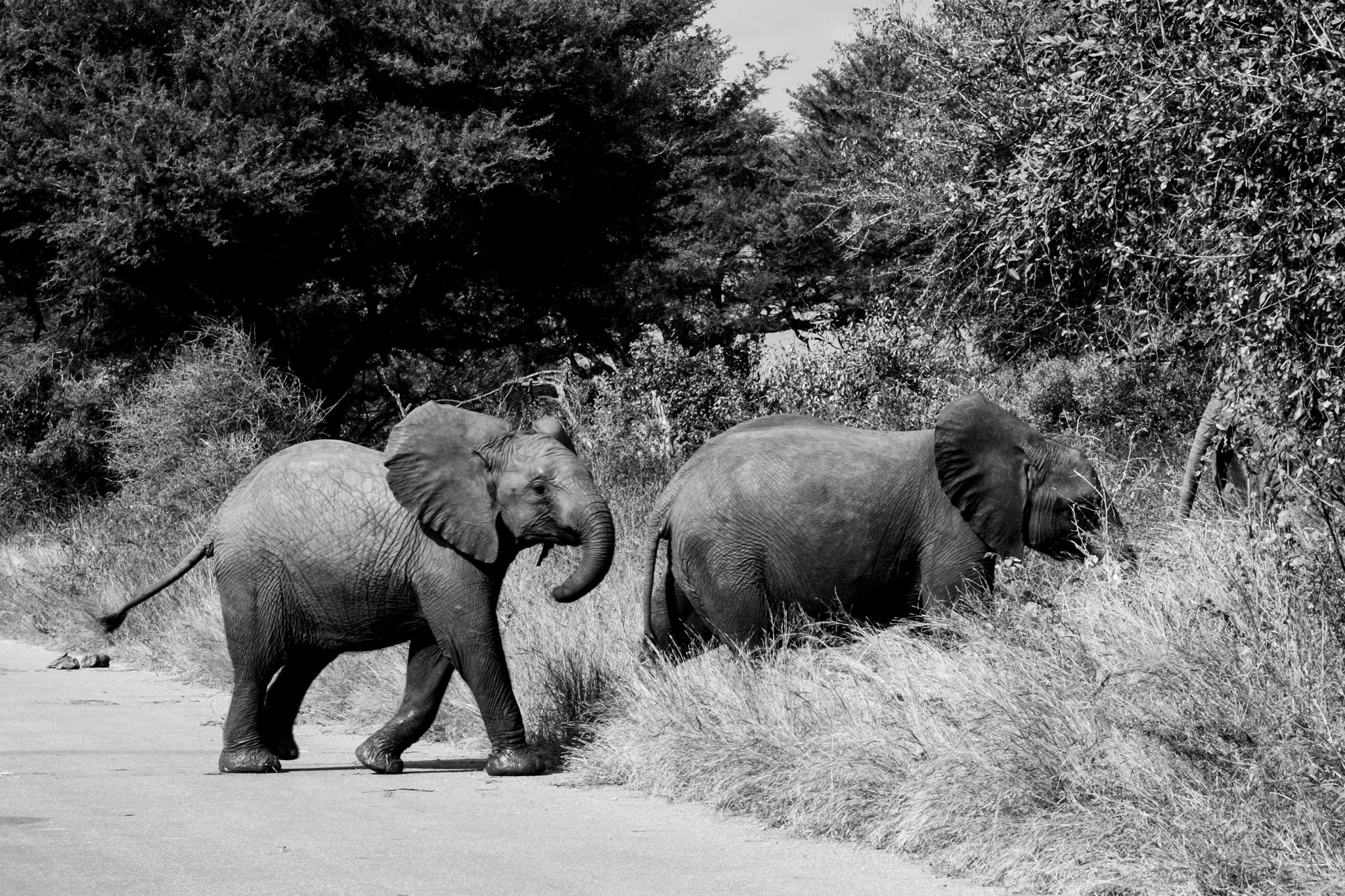 Two African elephants crossing a dirt road near tall grass and trees in black and white.